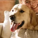 Marlon, a Golden Retriever